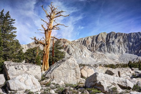 -Tree above Lake 5.jpg