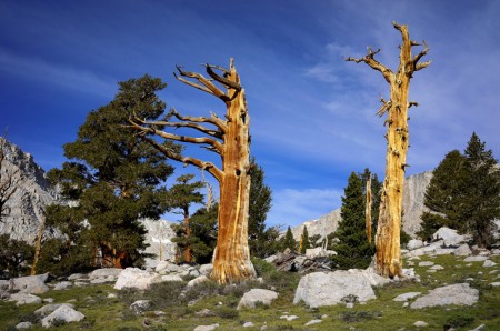 -Tree # 2 above Lake 5.jpg