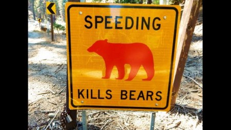 Speeding Kills Bears sign_0.JPG