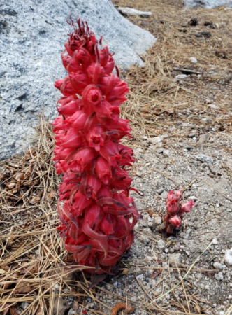snow plant.png