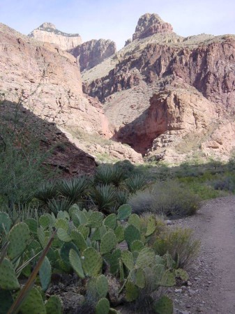 Y - The obligatory cacti shot.JPG