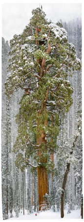 snow-tree-645x1708.jpg